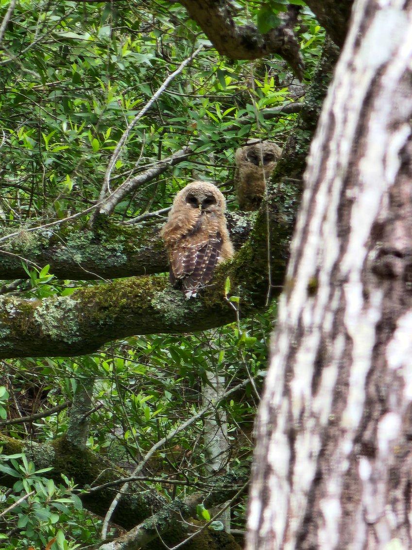 Spotted Owl Nesting 1